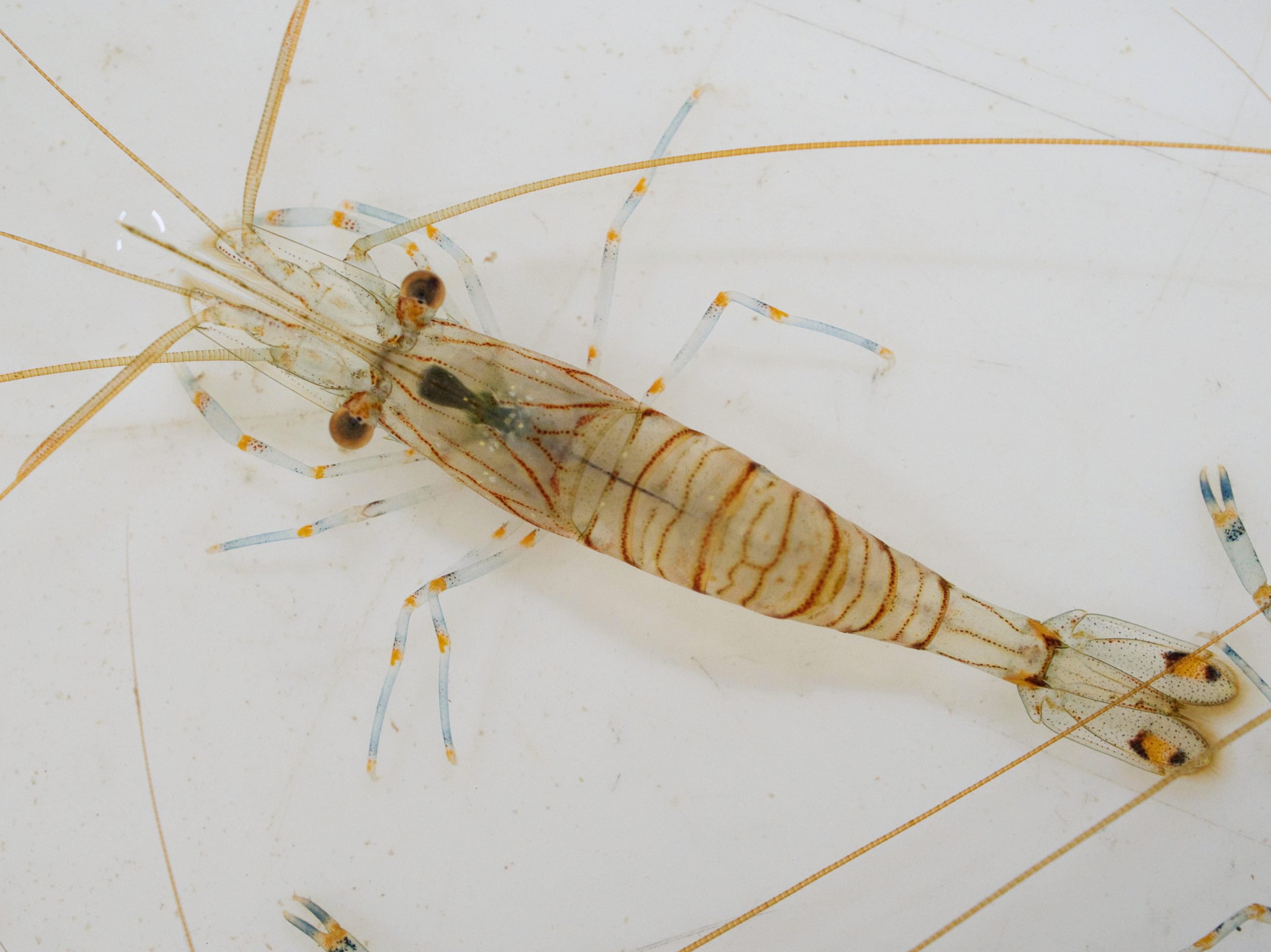 services-01 Close Up Of Small Shrimp Palaemon Pacificus 2025 01 08 09 01 37 Utc Scaled