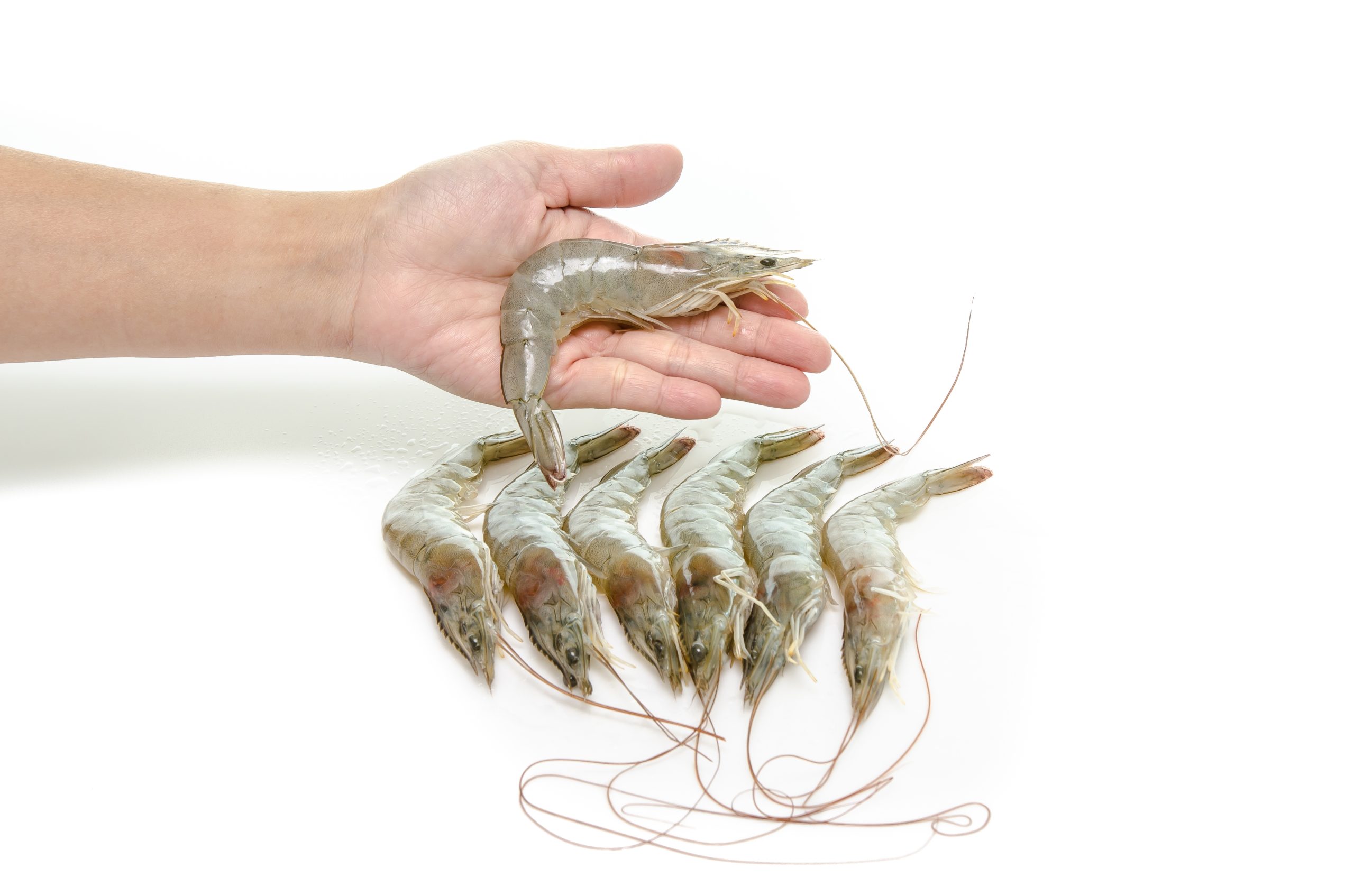 services-03 Hand With Shrimp On White 2025 10 28 21 48 45 Utc Scaled